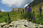 71 Aconito napello ( Aconitum napellus)